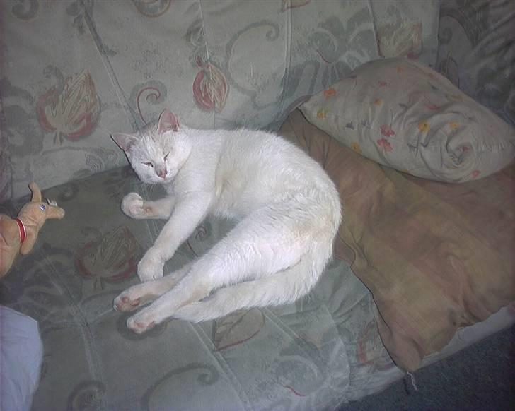 Huskat svend R:I:P 2006*    + billede 7