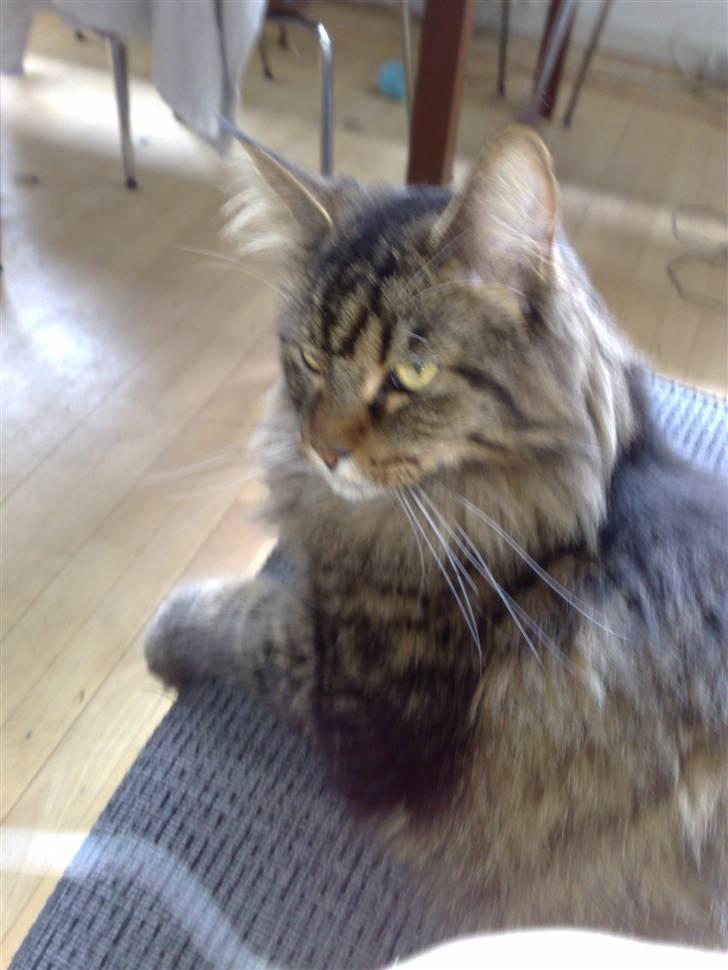 Maine Coon Loke billede 10