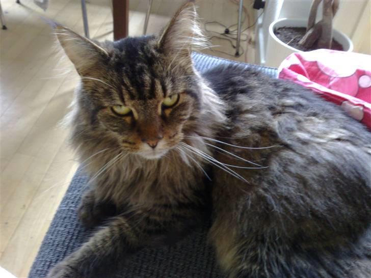 Maine Coon Loke billede 11