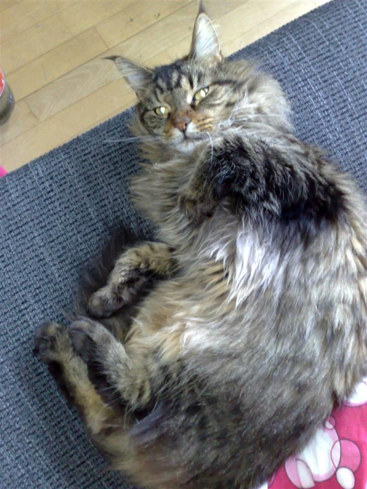 Maine Coon Loke billede 13