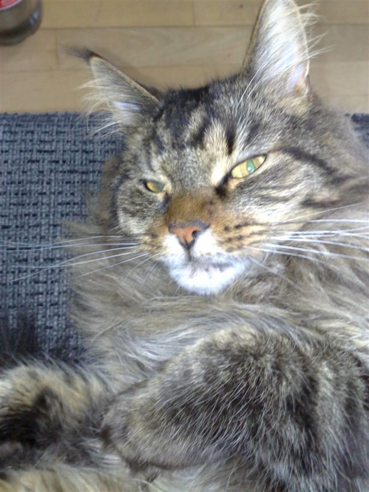 Maine Coon Loke billede 14