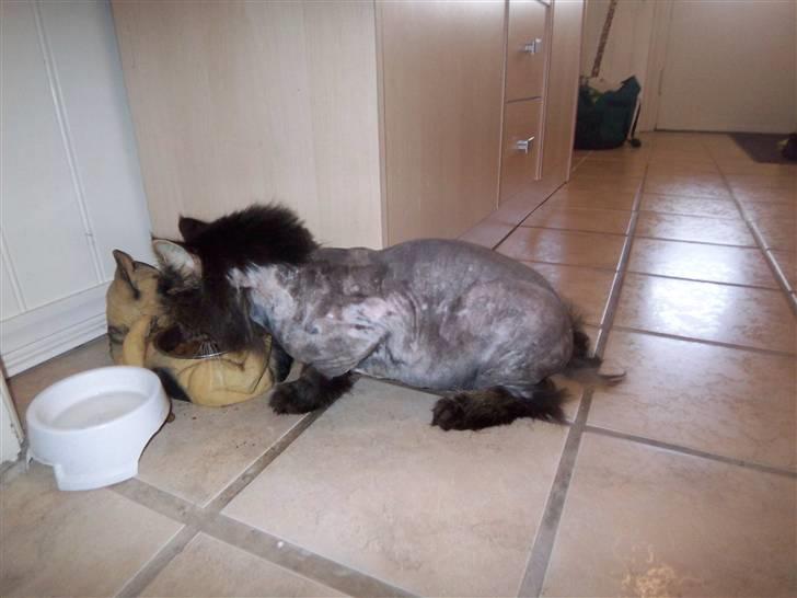 Blanding af racer Mie - Jeg blev indlagt i 14 dage og manden fik ikke børstet pigen så pga knuder måtte vi desværre barbere hende :( billede 11