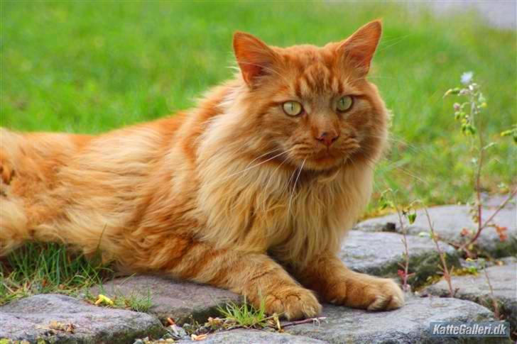 Maine Coon Breidabliks Adonis - Forår i haven  billede 15