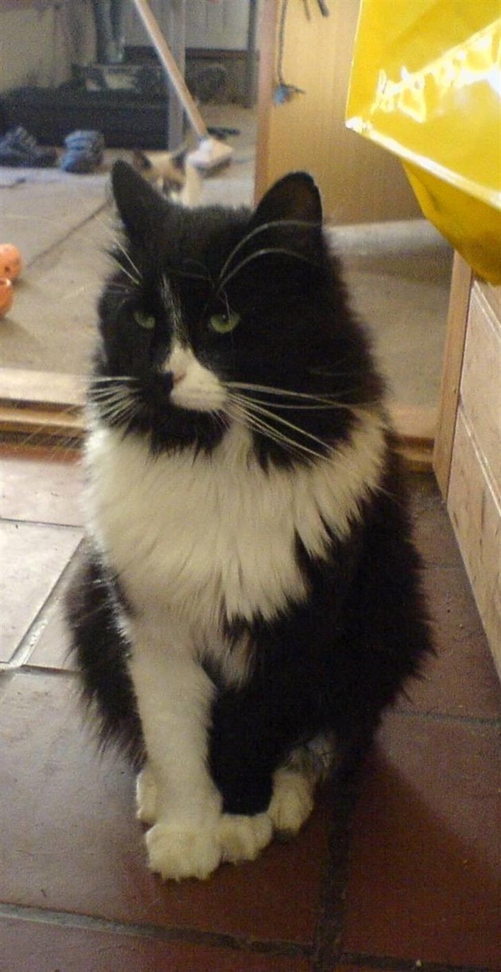 Blanding af racer Tango*væk* billede 2