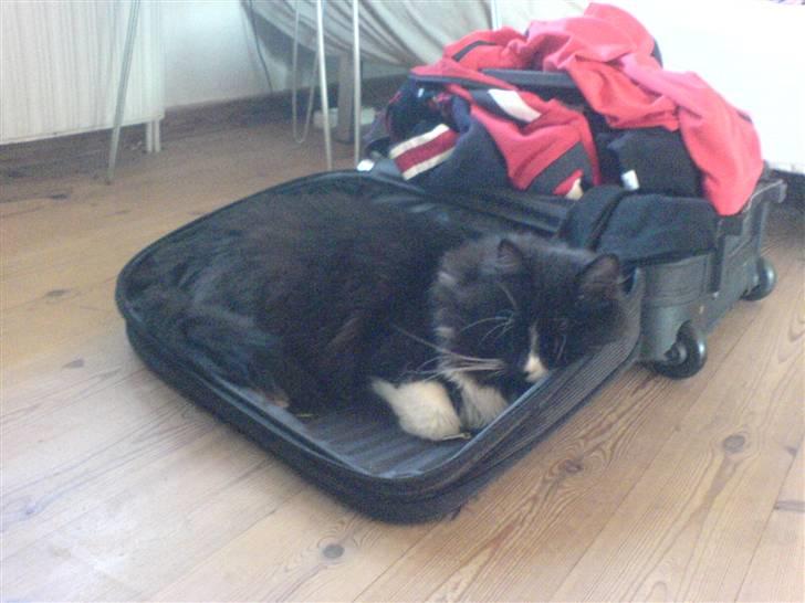 Blanding af racer Tango*væk* billede 3