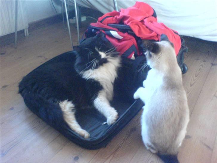 Blanding af racer Tango*væk* billede 4