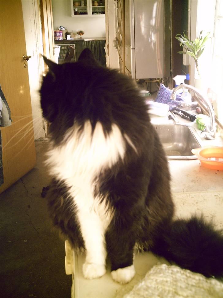 Blanding af racer Tango*væk* billede 5