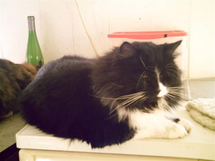 Blanding af racer Tango*væk* billede 6