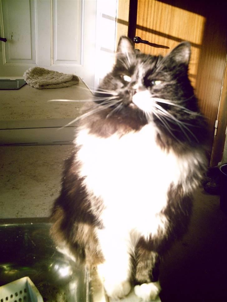 Blanding af racer Tango*væk* billede 7