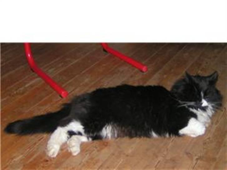 Blanding af racer Tango*væk* billede 8