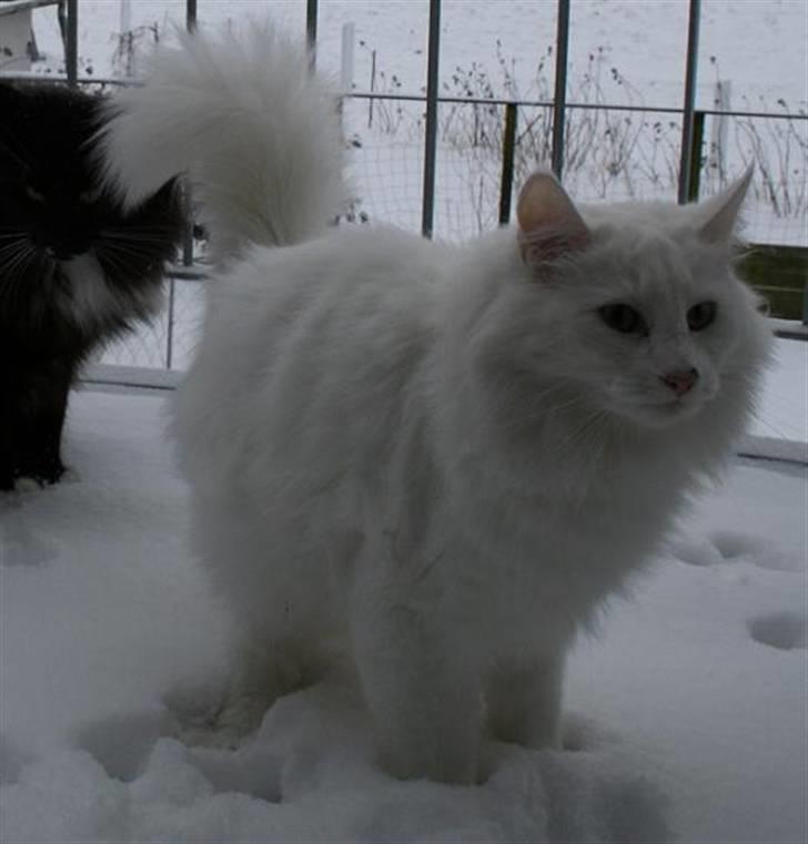 Norsk Skovkat Fyns Skovkatte's Annemone - knap 2 år gammel billede 1