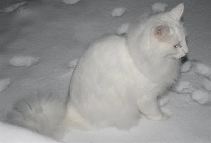 Norsk Skovkat Fyns Skovkatte's Annemone billede 2