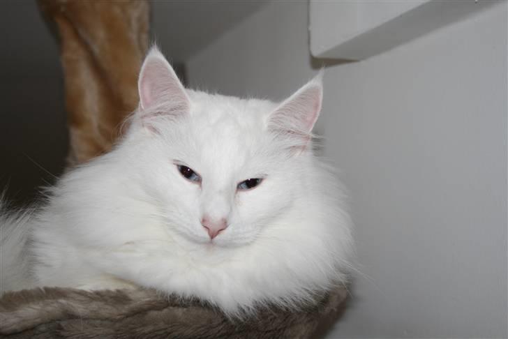 Norsk Skovkat Fyns Skovkatte's Annemone billede 3