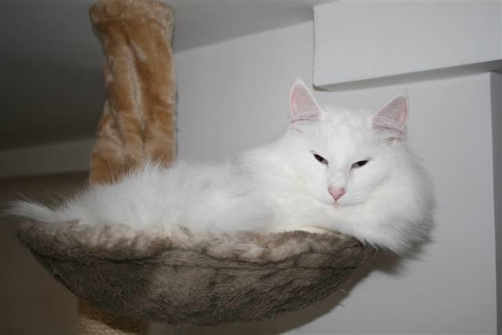 Norsk Skovkat Fyns Skovkatte's Annemone billede 4