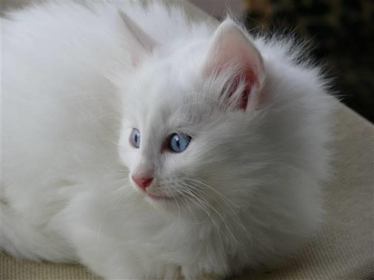 Norsk Skovkat Fyns Skovkatte's Annemone billede 5