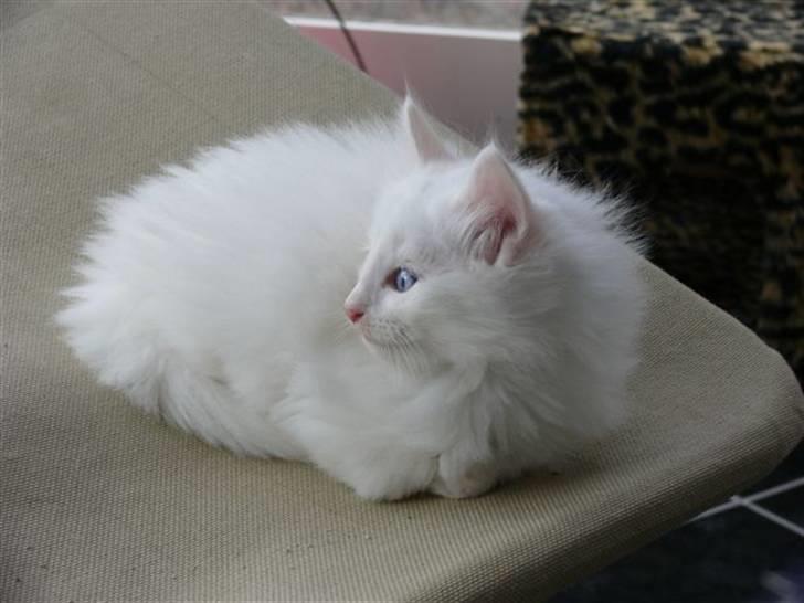 Norsk Skovkat Fyns Skovkatte's Annemone billede 6