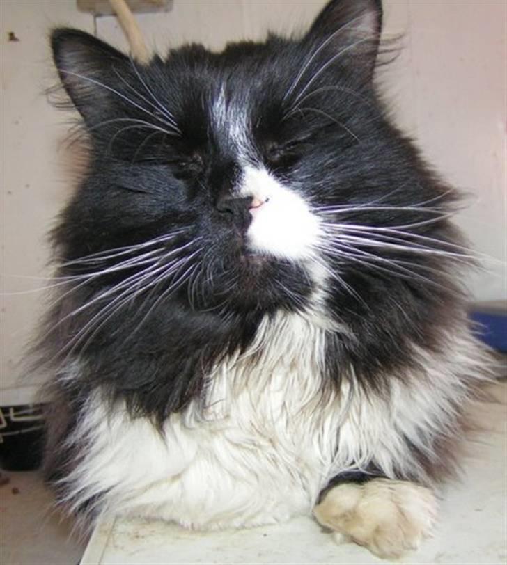 Blanding af racer Tango*væk* billede 9