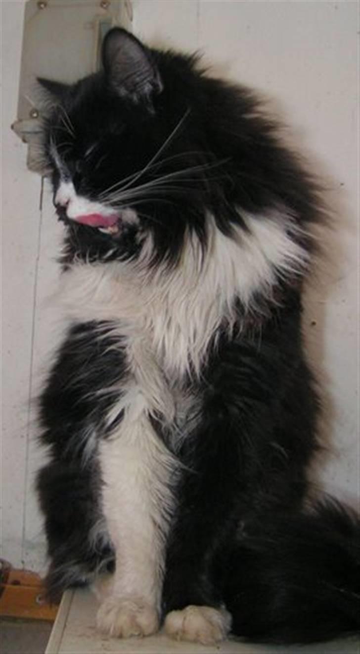 Blanding af racer Tango*væk* billede 10