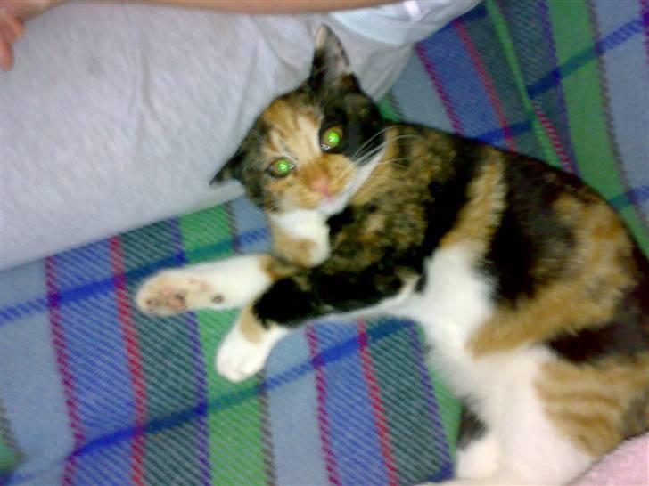 Blanding af racer Bailey R.I.P - Lad mig være :) billede 1