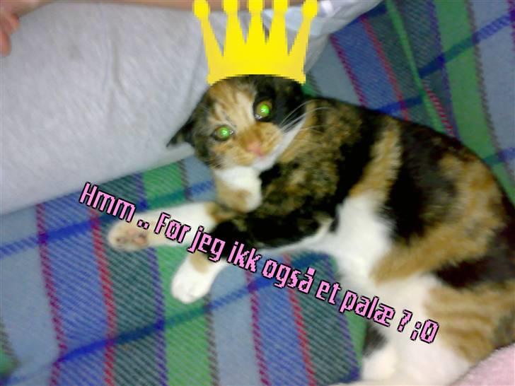 Blanding af racer Bailey R.I.P - Skal jeg ikk også have et palæ ? billede 2