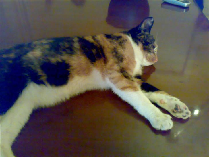 Blanding af racer Bailey R.I.P - træææt, lad mig dog sove på bordet :) billede 3