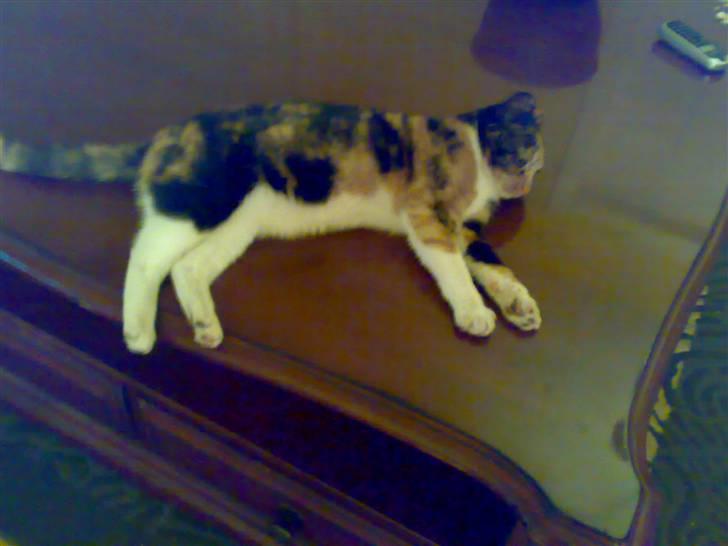 Blanding af racer Bailey R.I.P - igeen billede 4