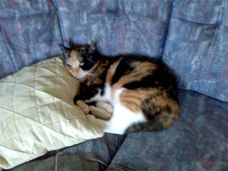 Blanding af racer Bailey R.I.P - bed time igen :D billede 5