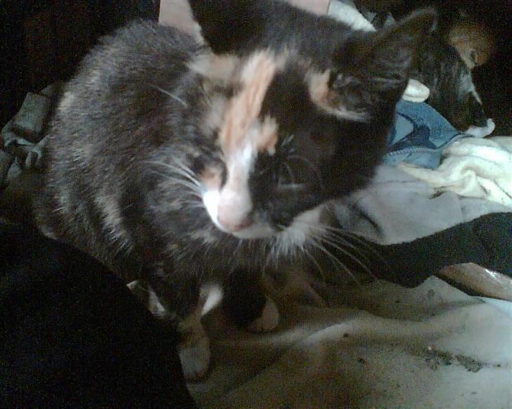 Huskat Mimmer billede 8