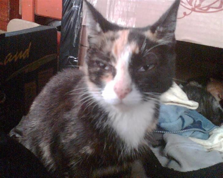 Huskat Mimmer - Mimmer billede 9