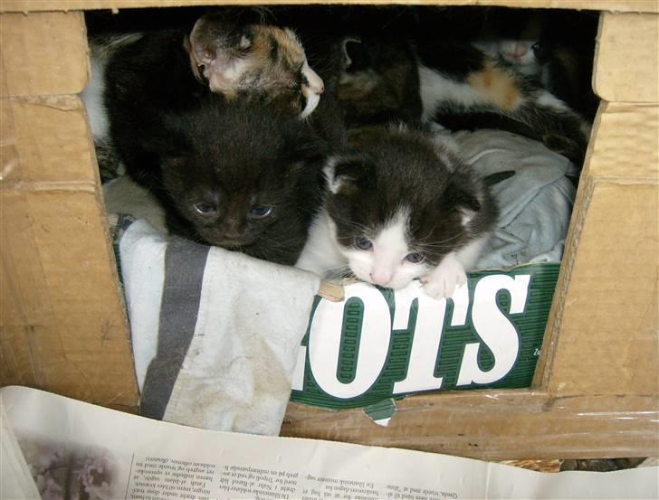 Huskat Mimmer - Nogle af Mimmers killinger billede 10