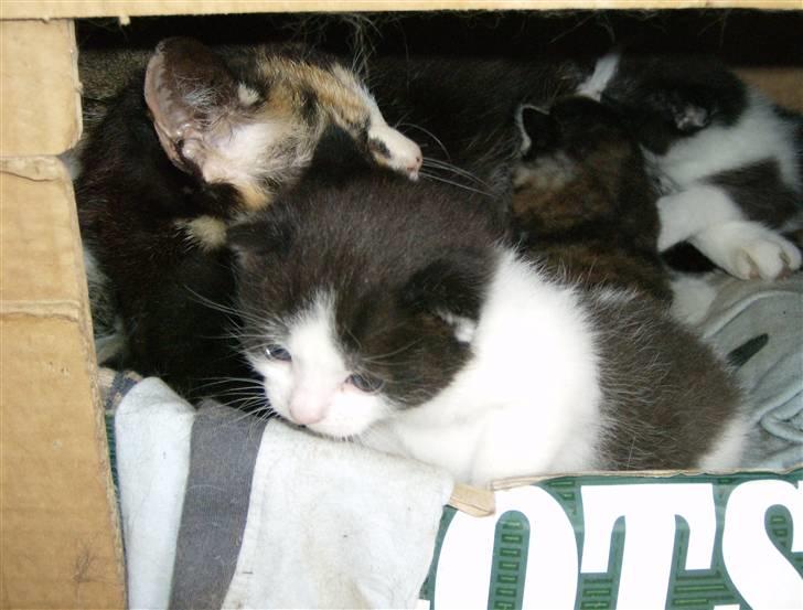 Huskat Mimmer - Nogle af mimmers killinger billede 11