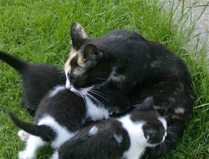 Huskat Mimmer - Mimmer og hendes killinger billede 12