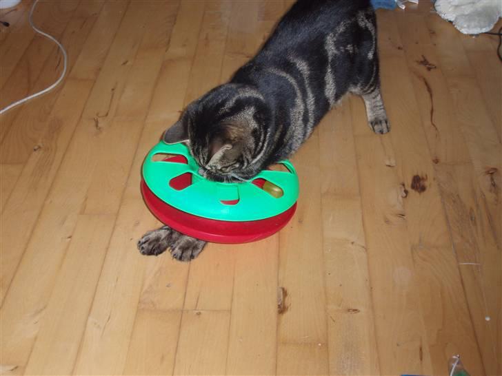 Huskat Bella billede 9