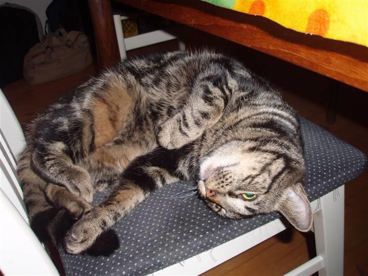 Huskat Bella billede 10