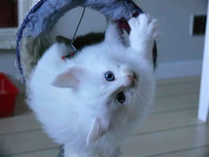 Norsk Skovkat Fyns Skovkatte's Annemone billede 7