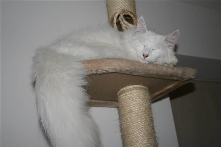 Norsk Skovkat Fyns Skovkatte's Annemone billede 8