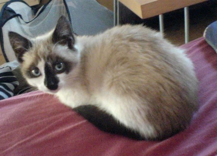 Blanding af racer Diva billede 7