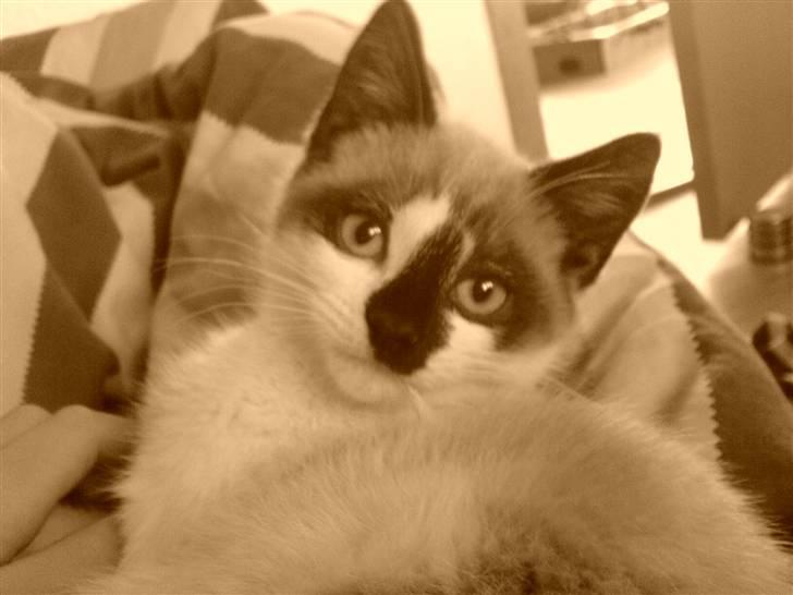 Blanding af racer Diva billede 9