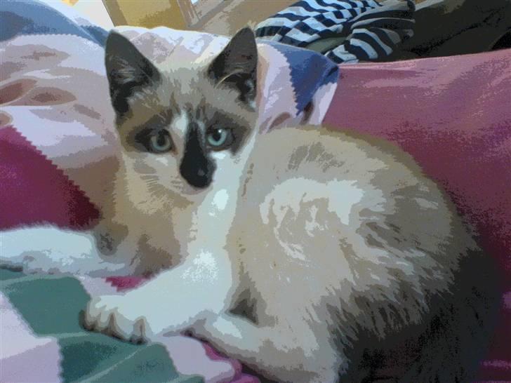 Blanding af racer Diva billede 10