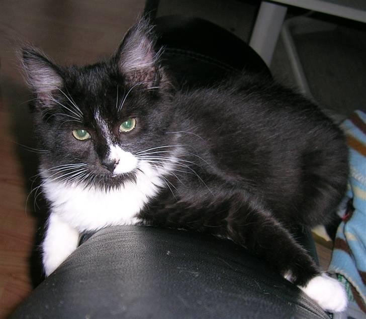 Blanding af racer Tango*væk* billede 11