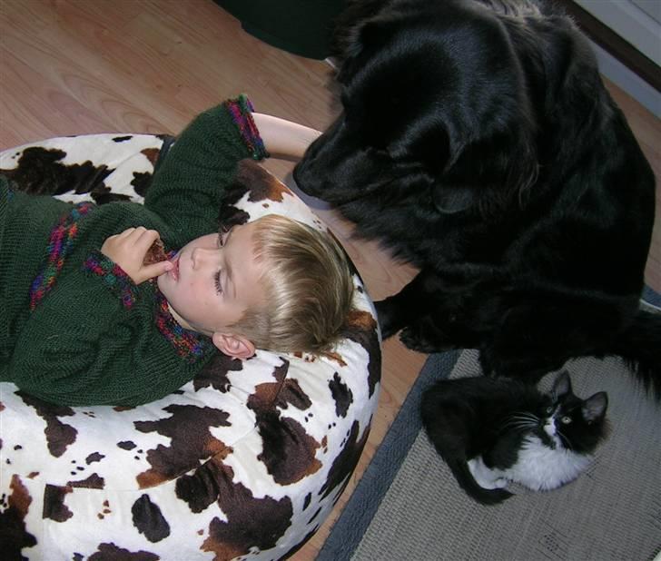 Blanding af racer Tango*væk* billede 12