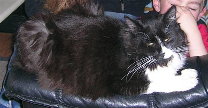 Blanding af racer Tango*væk* billede 13