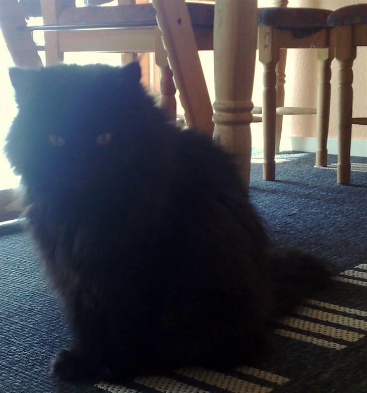 Blanding af racer Buster billede 3