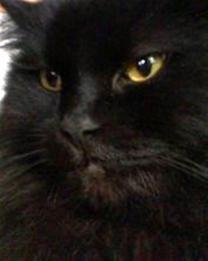 Blanding af racer Buster billede 4