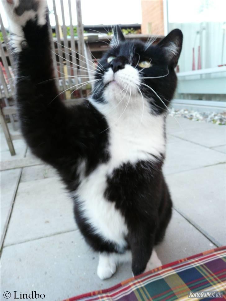 Huskat | Anton - Han kæmper for føden :D  28/7-08 billede 18