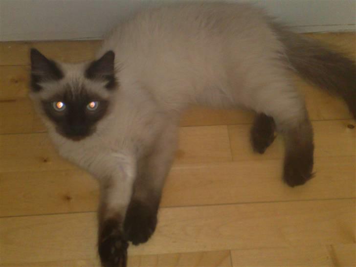 Blanding af racer Bastian billede 8