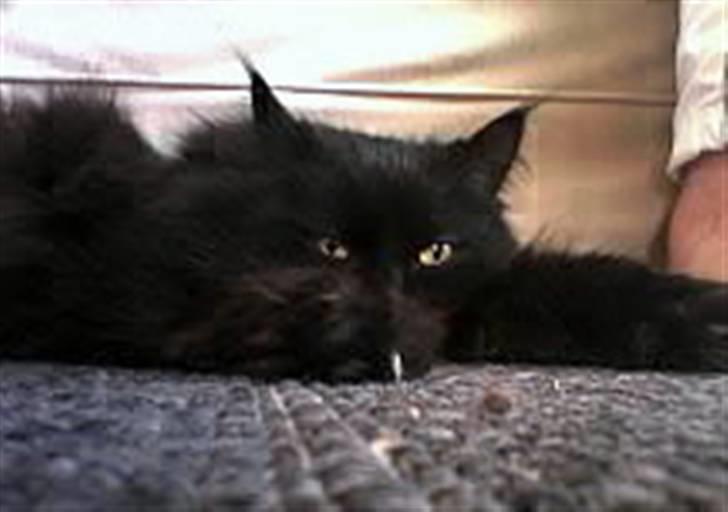 Blanding af racer Buster billede 5