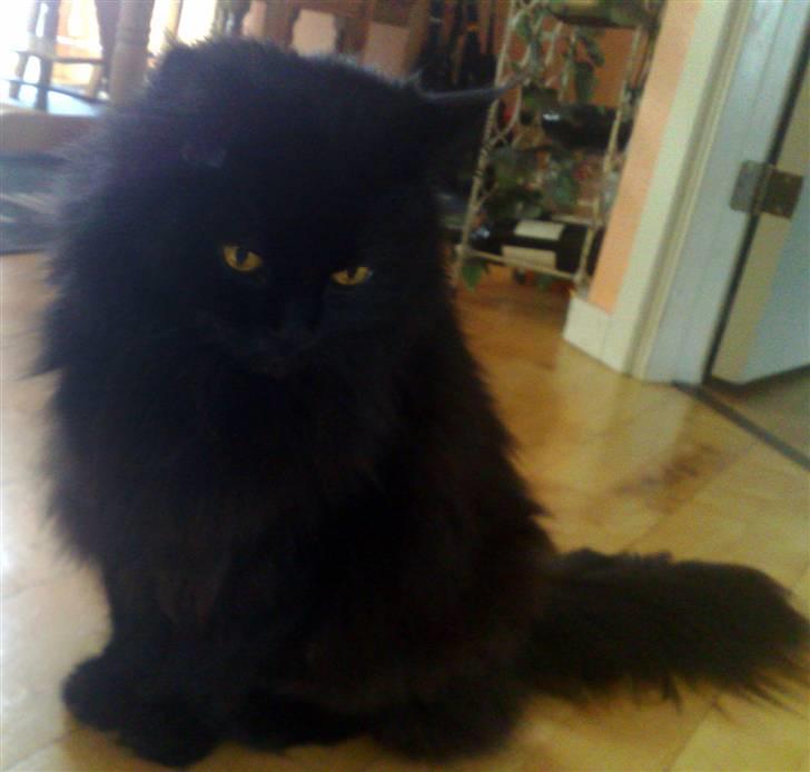 Blanding af racer Buster billede 6