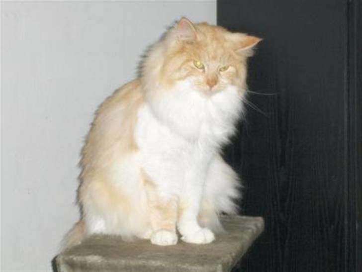 Maine Coon Pussi (Solgt) billede 3