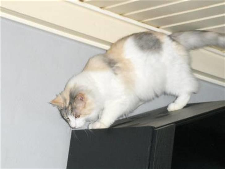 Maine Coon Bianca (solgt) billede 2